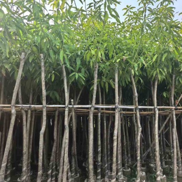 芒果3-15分，基地直销，一手货源，各种规格，大量低价出售