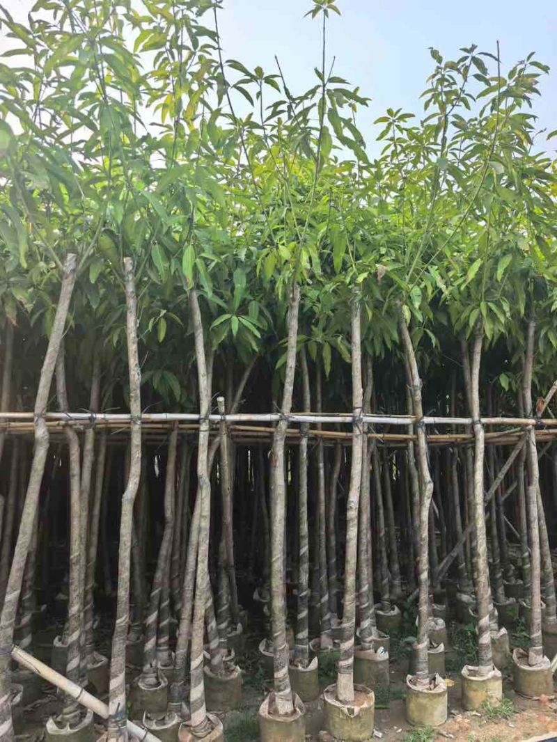 芒果3-15分，基地直销，一手货源，各种规格，大量低价出售