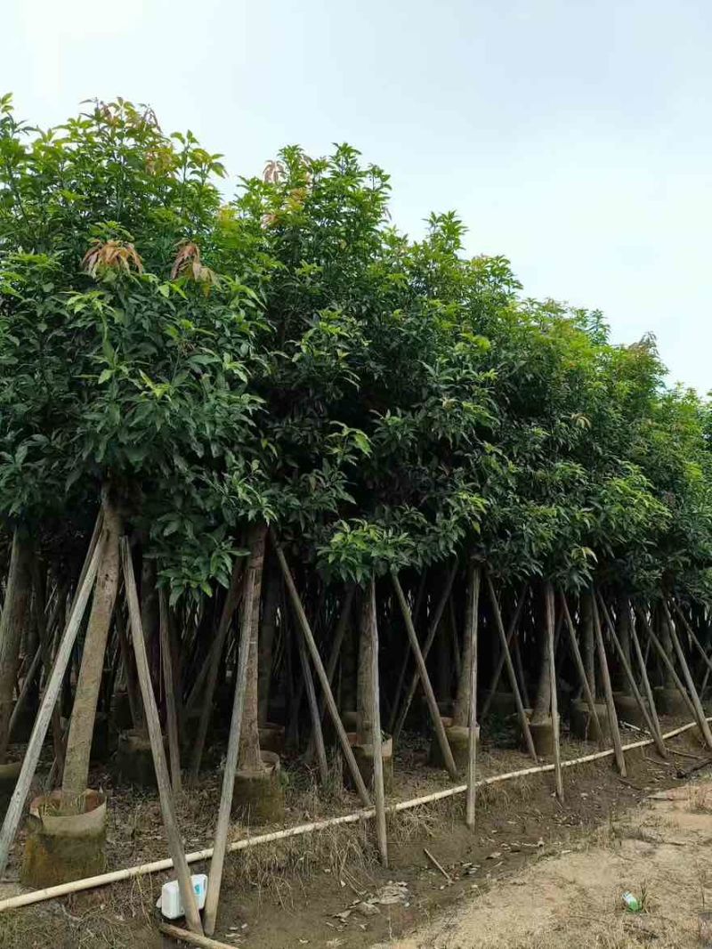 芒果3-15分，基地直销，一手货源，各种规格，大量低价出售