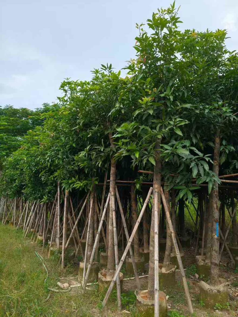 芒果3-15分，基地直销，一手货源，各种规格，大量低价出售