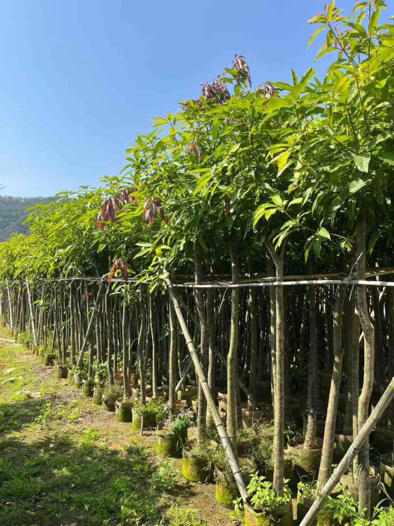 芒果3-15分，基地直销，一手货源，各种规格，大量低价出售