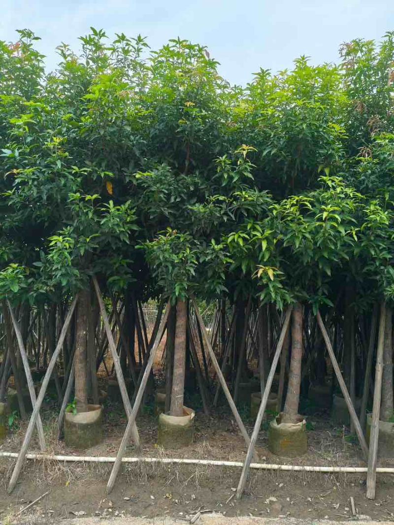 芒果3-15分，基地直销，一手货源，各种规格，大量低价出售