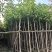 芒果3-15分，基地直销，一手货源，各种规格，大量低价出售