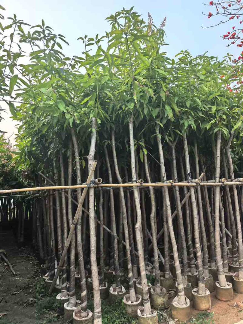 芒果3-15分，基地直销，一手货源，各种规格，大量低价出售