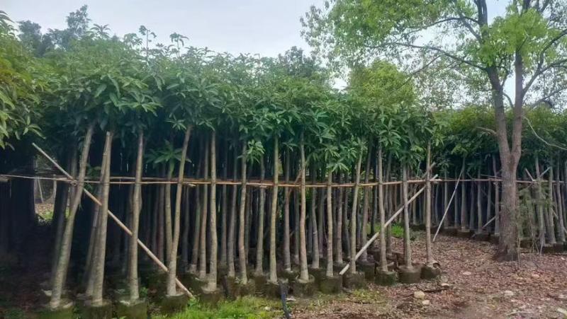 芒果树3-15分，基地直销，一手货源，大量低价出售