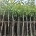 芒果树3-15分，基地直销，一手货源，大量低价出售
