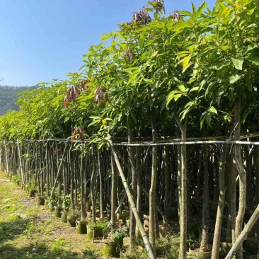 芒果树3-15分，基地直销，一手货源，大量低价出售