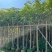 芒果树3-15分，基地直销，一手货源，大量低价出售