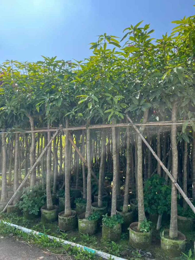 芒果树3-15分，基地直销，一手货源，大量低价出售