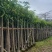 芒果树3-15分，基地直销，一手货源，大量低价出售