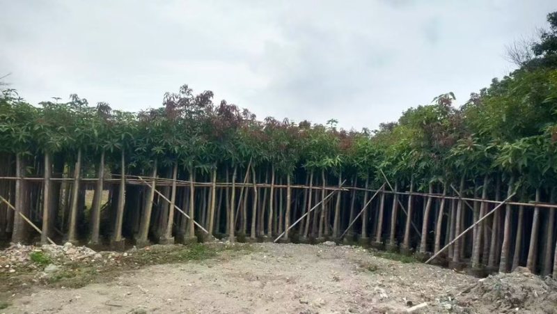 芒果树3-15分，基地直销，一手货源，大量低价出售