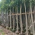 芒果树3-15分，基地直销，一手货源，大量低价出售