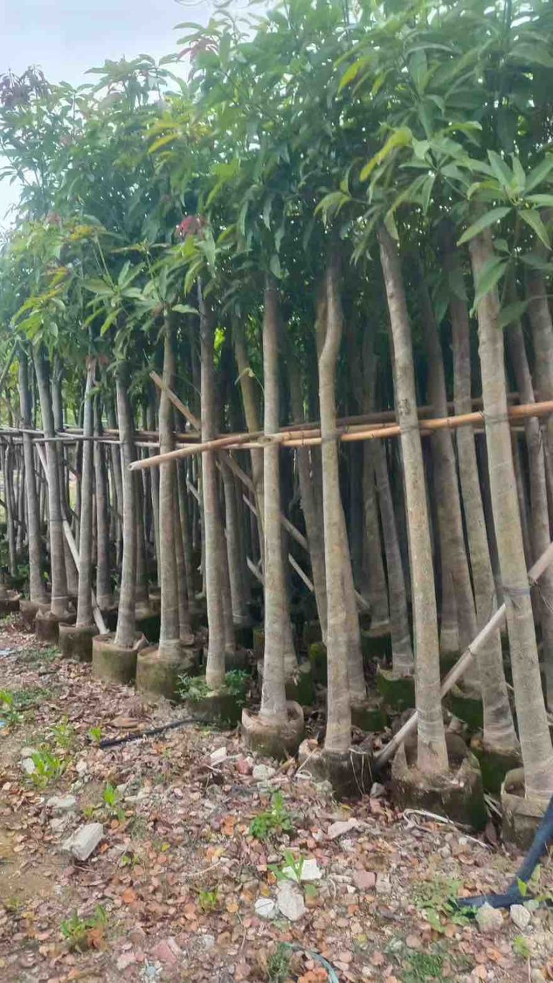 芒果树3-15分，基地直销，一手货源，大量低价出售