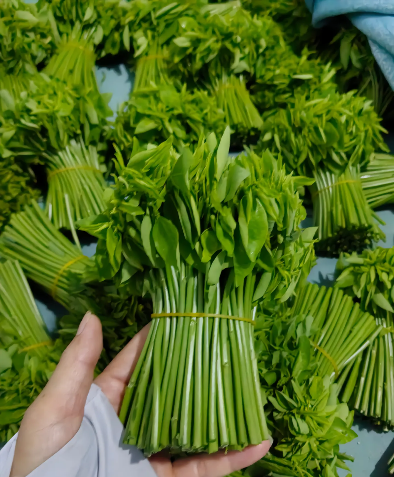 树仔菜