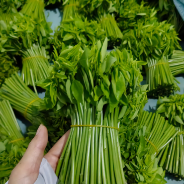 树仔菜