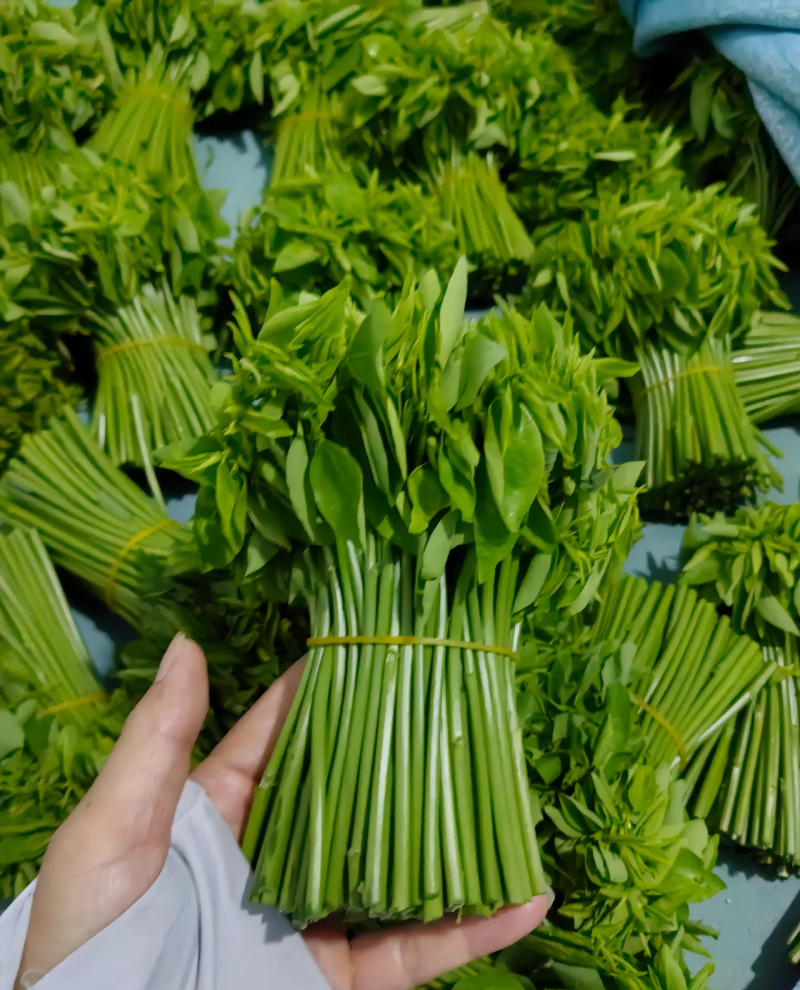 树仔菜