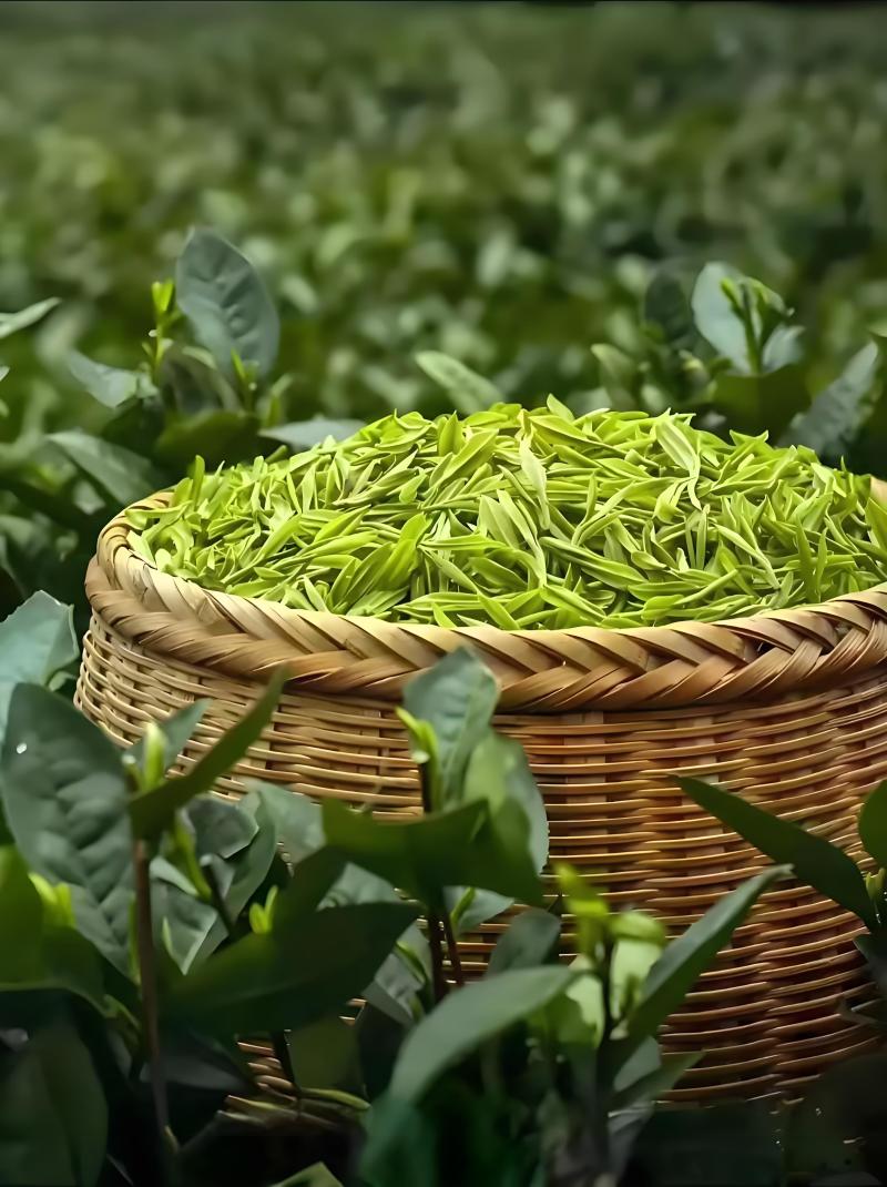 紫阳富硒茶大众口粮