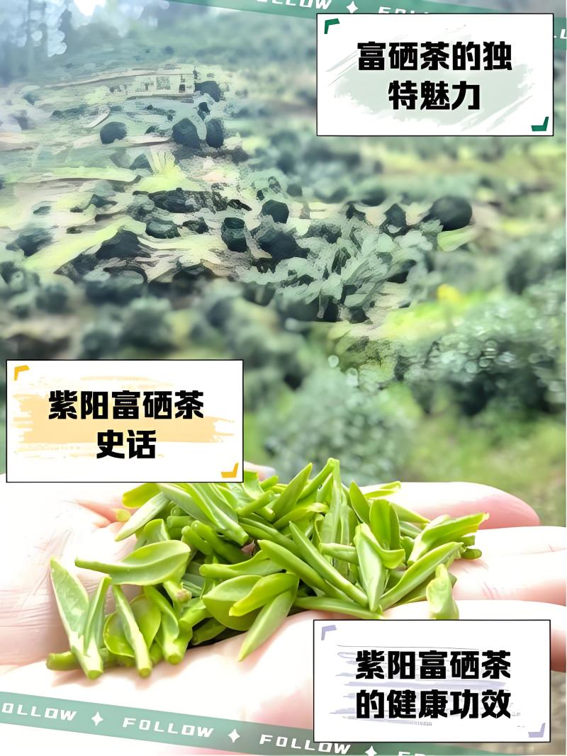 紫阳富硒茶大众口粮