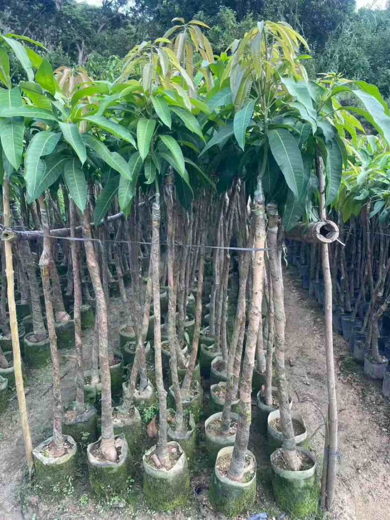 芒果果苗1-20分，基地直销，一手货源，大量低价出售