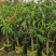 芒果果苗1-20分，基地直销，一手货源，大量低价出售