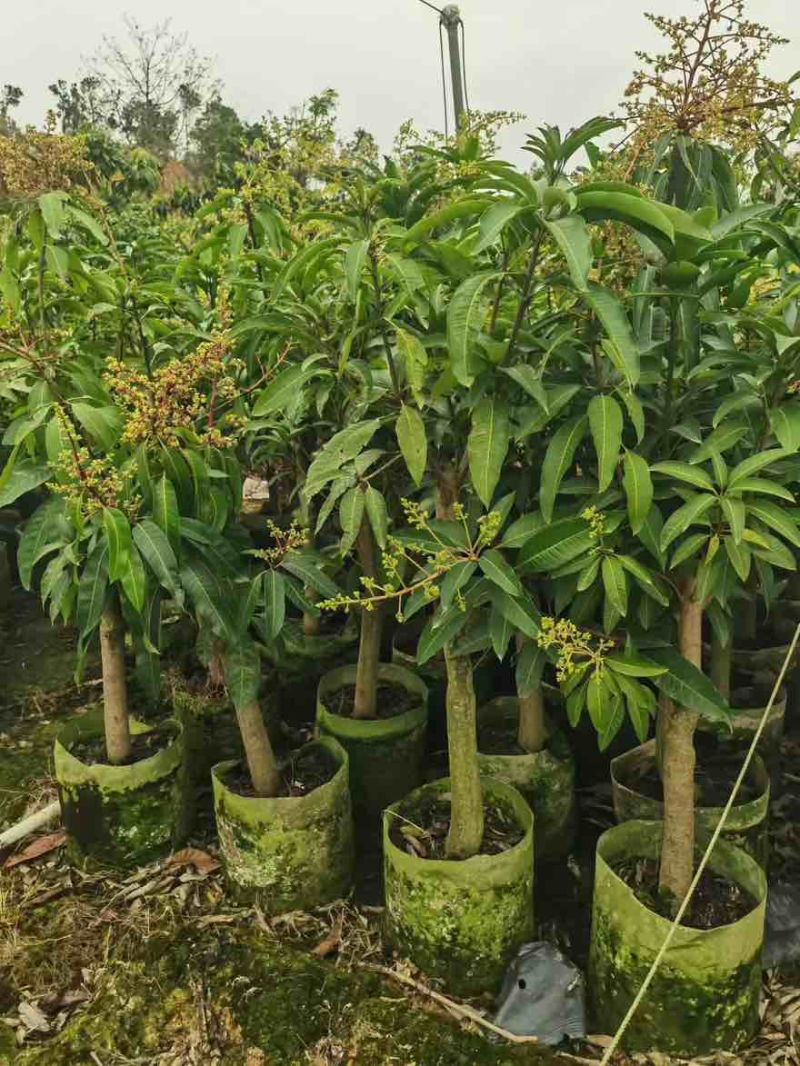 芒果果苗1-20分，基地直销，一手货源，大量低价出售
