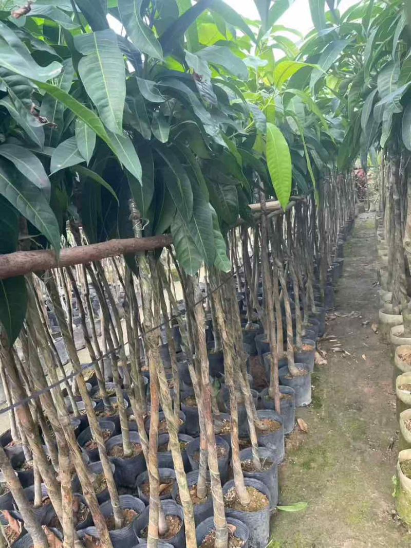 芒果果苗1-20分，基地直销，一手货源，大量低价出售