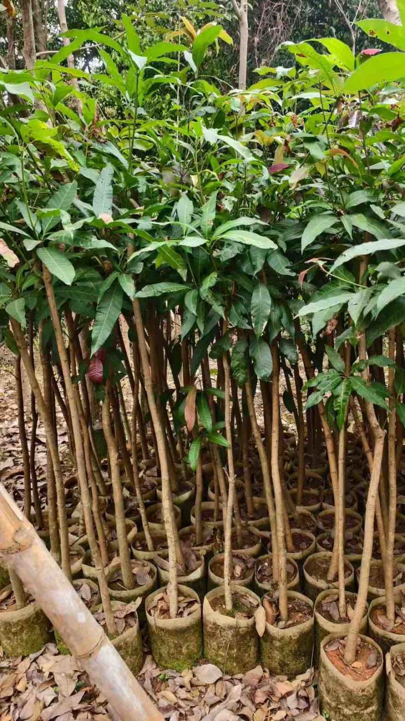 芒果果苗1-20分，基地直销，一手货源，大量低价出售