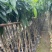 芒果水果苗1-25分，基地直销，一手货源，大量现货，欢迎选购