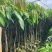 芒果水果苗1-25分，基地直销，一手货源，大量现货，欢迎选购
