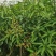 芒果水果苗1-25分，基地直销，一手货源，大量现货，欢迎选购
