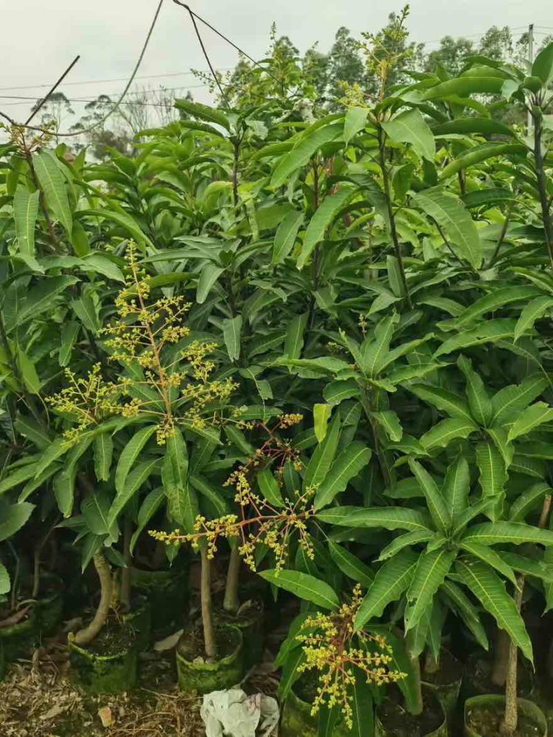 芒果水果苗1-25分，基地直销，一手货源，大量现货，欢迎选购