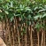 芒果水果苗1-25分，基地直销，一手货源，大量现货，欢迎选购