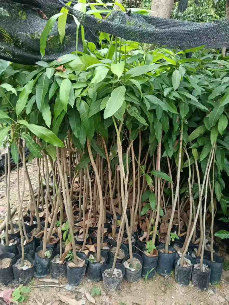 芒果水果苗1-25分，基地直销，一手货源，大量现货，欢迎选购