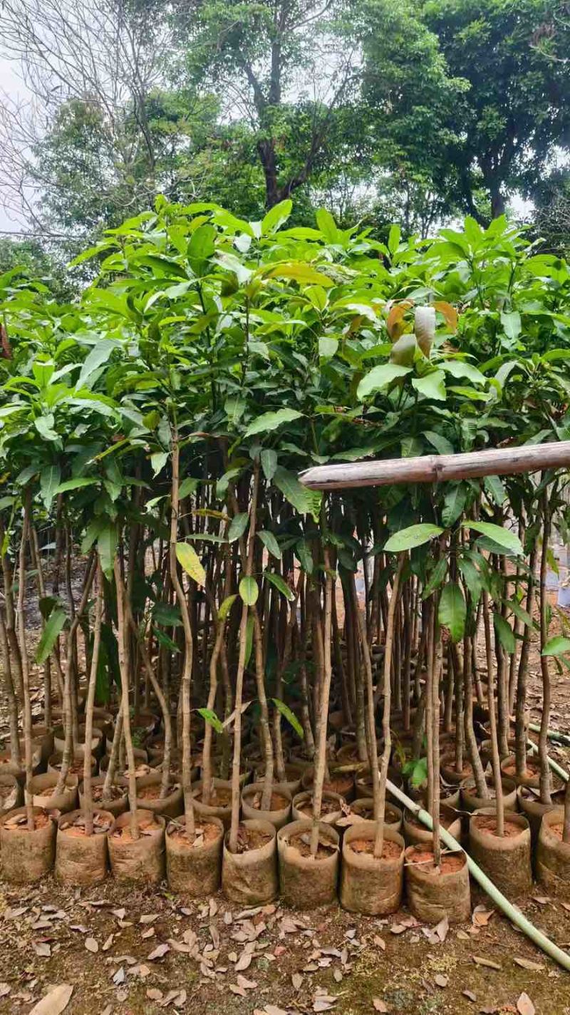 芒果水果苗1-25分，基地直销，一手货源，大量现货，欢迎选购