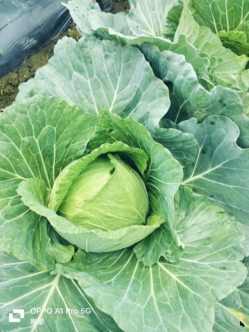 莲花白