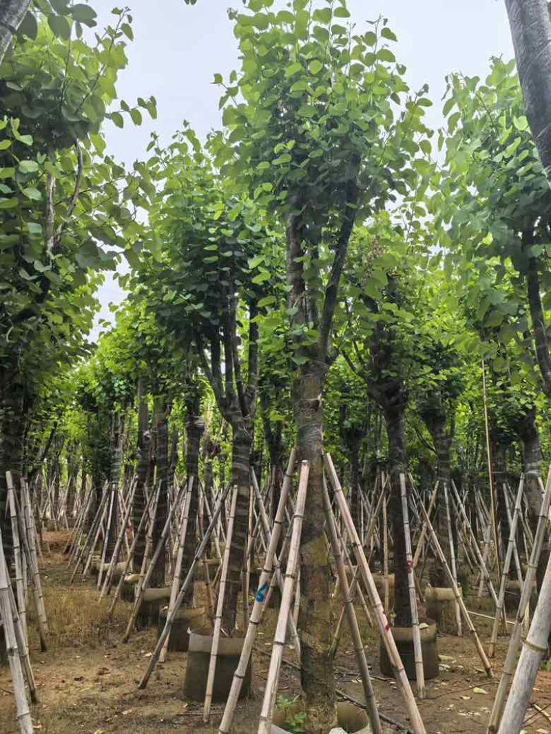 宫粉紫荆骨架8-25分，基地直销，一手货源，各种规格