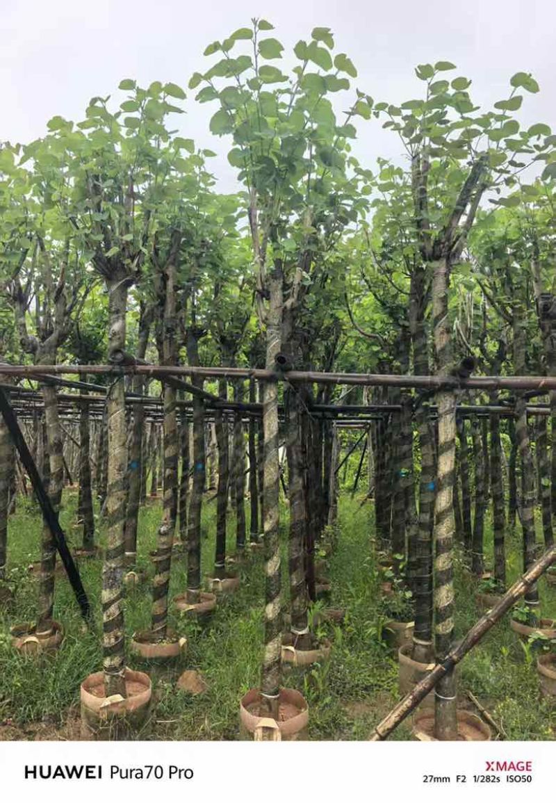 宫粉紫荆骨架8-25分，基地直销，一手货源，各种规格