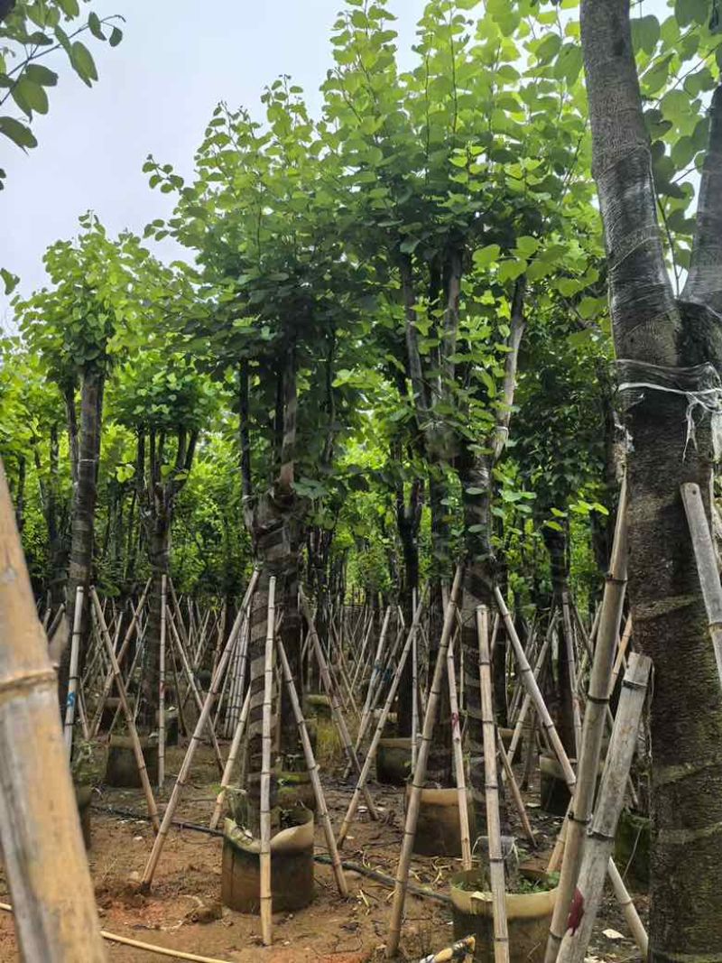 宫粉紫荆骨架8-25分，基地直销，一手货源，各种规格