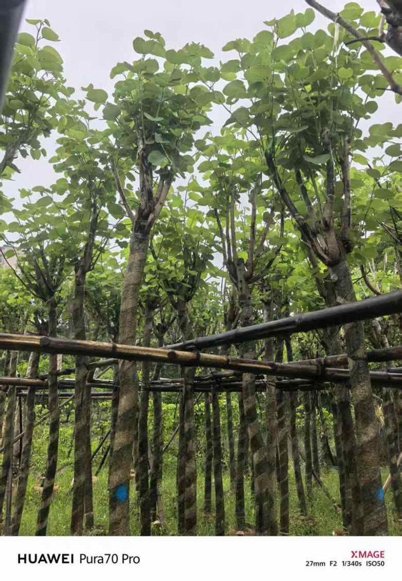 宫粉紫荆骨架8-25分，基地直销，一手货源，各种规格