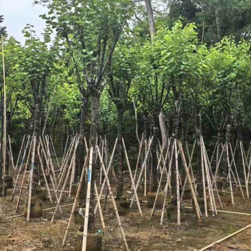 宫粉紫荆骨架8-25分，基地直销，一手货源，各种规格