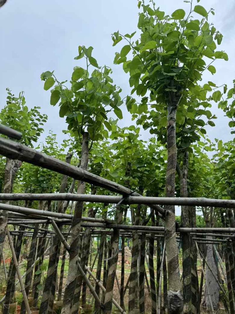宫粉紫荆骨架8-25分，基地直销，一手货源，各种规格