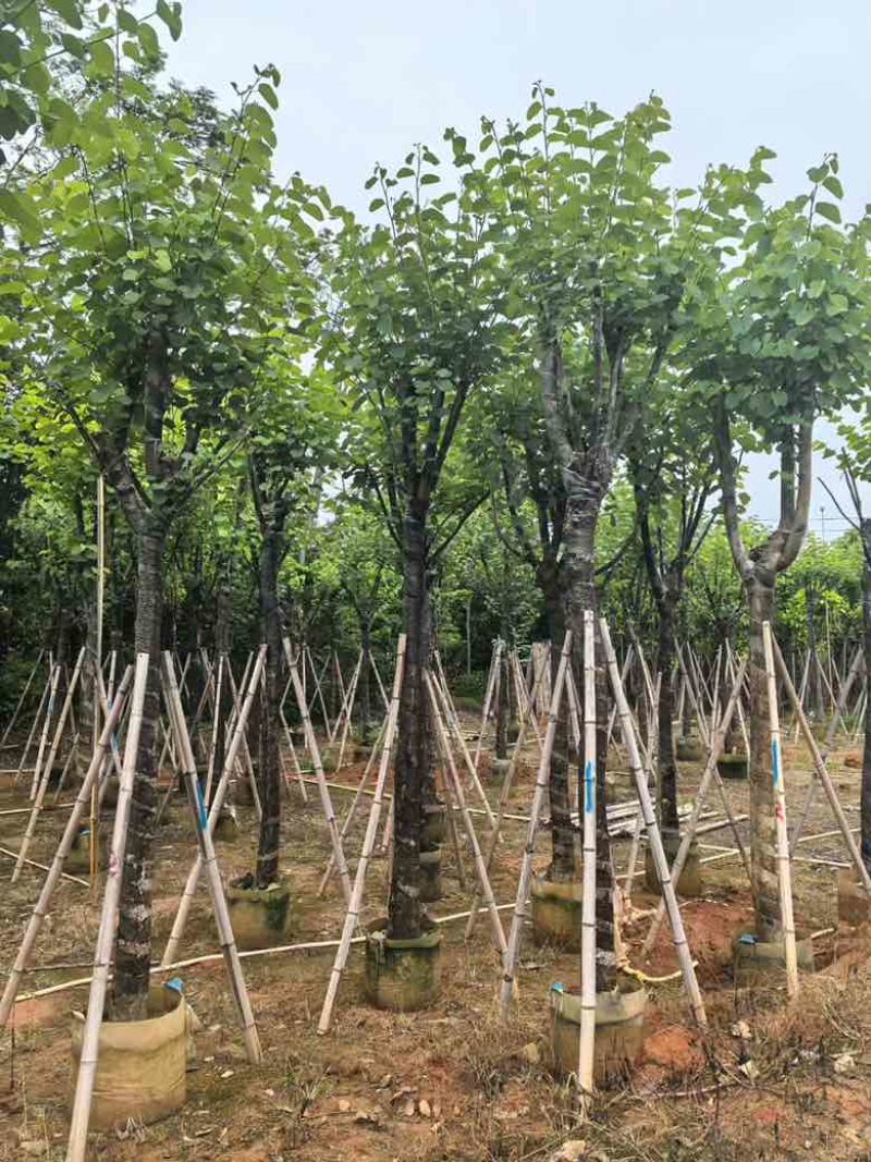 宫粉紫荆骨架8-25分，基地直销，一手货源，各种规格