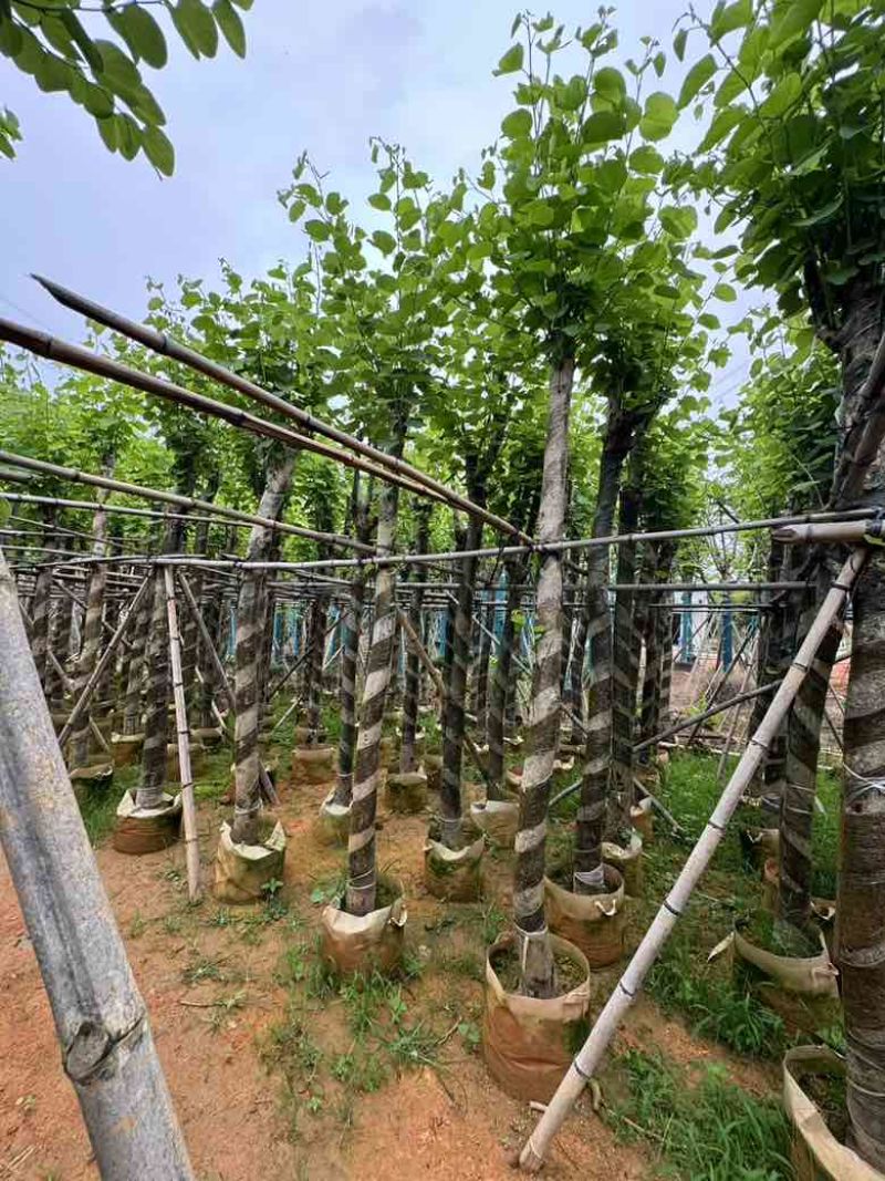 宫粉紫荆骨架8-20分，基地直销，一手货源，大量低价出售