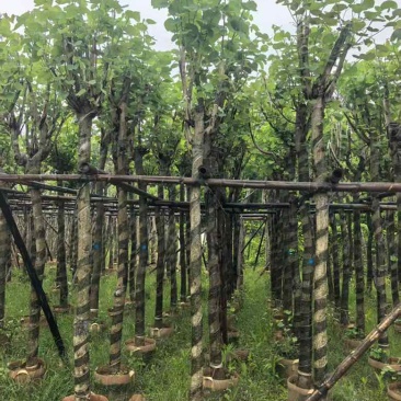 宫粉紫荆骨架8-20分，基地直销，一手货源，大量低价出售