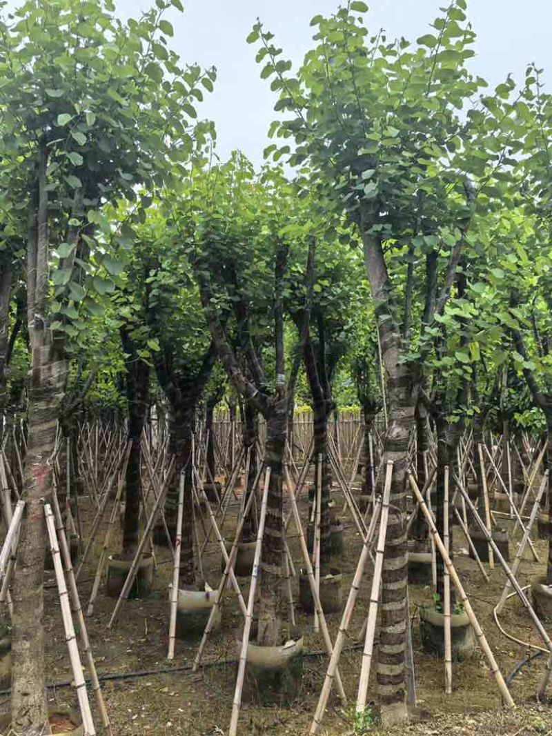 宫粉紫荆骨架8-20分，基地直销，一手货源，大量低价出售