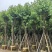宫粉紫荆骨架8-20分，基地直销，一手货源，大量低价出售