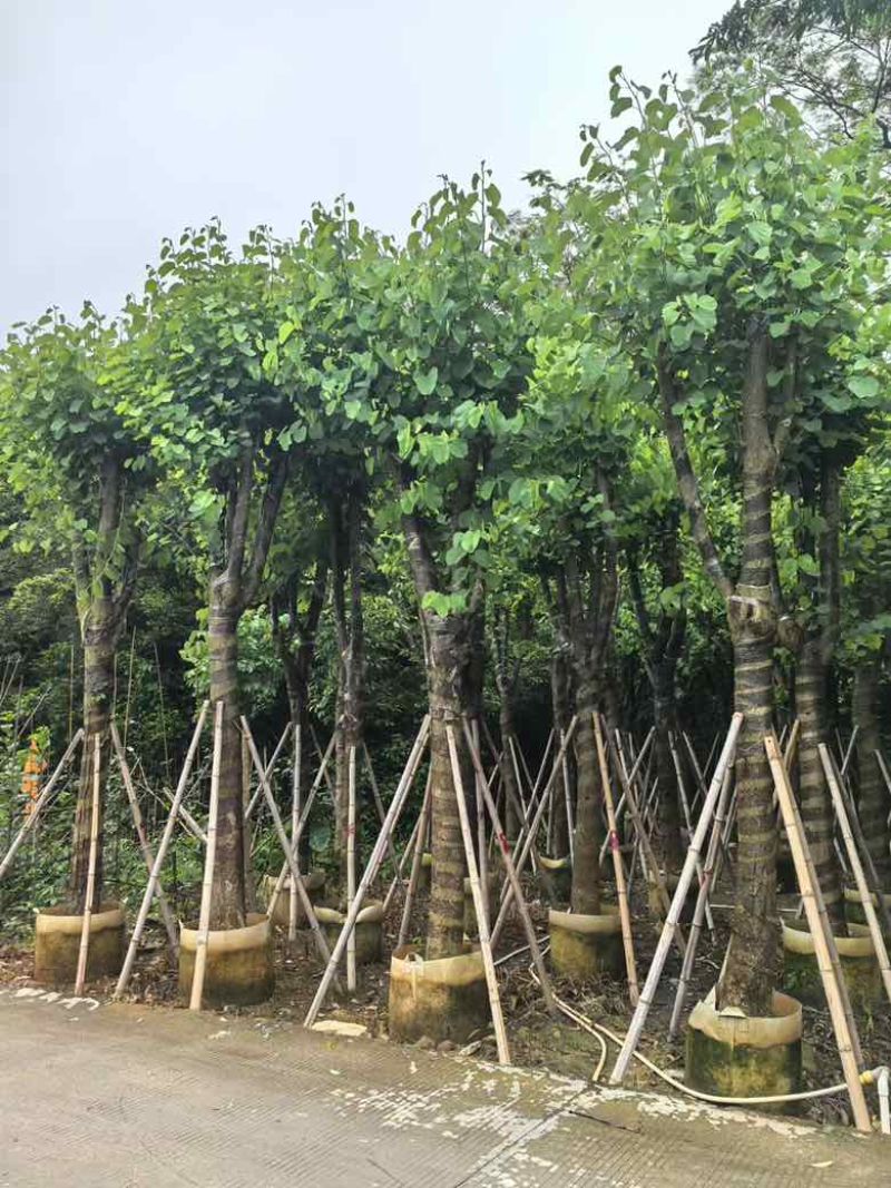 宫粉紫荆骨架8-20分，基地直销，一手货源，大量低价出售
