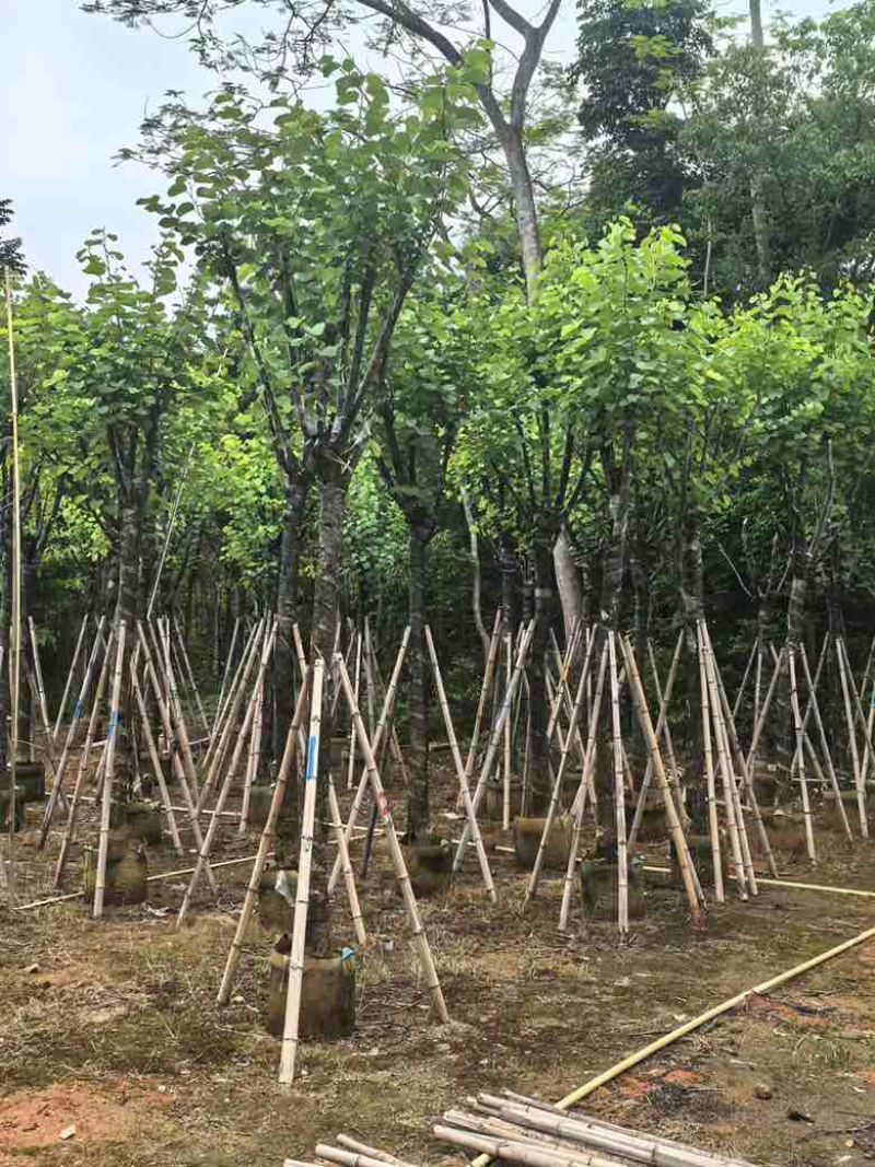 宫粉紫荆骨架8-20分，基地直销，一手货源，大量低价出售