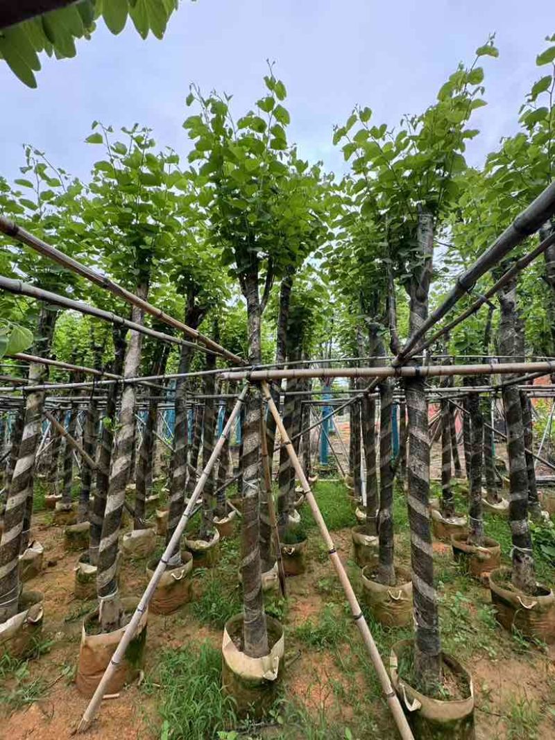 宫粉紫荆骨架8-20分，基地直销，一手货源，大量低价出售