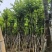 宫粉紫荆骨架8-20分，基地直销，一手货源，大量低价出售